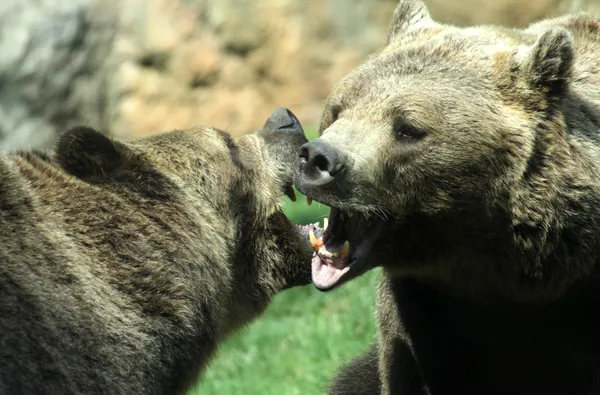 Ferocious bears struggle with shots and open jaws bites contend — Stock Photo, Image