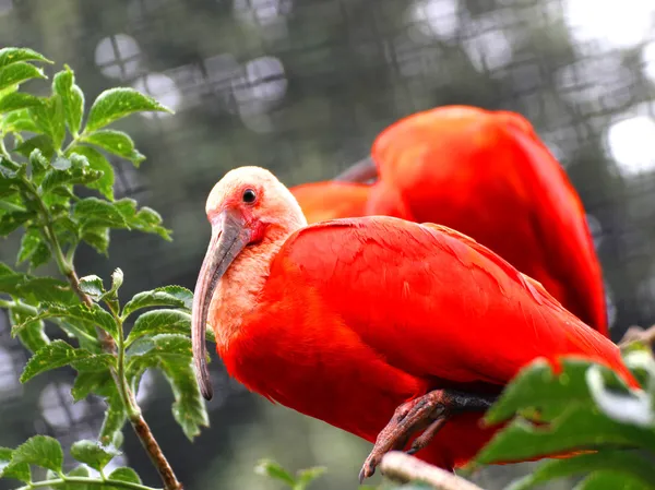 Birds of eden Stock Photos, Royalty Free Birds of eden Images | Depositphotos Birds of eden Stock Photos, Royalty Free Birds of eden Images | Depositphotos