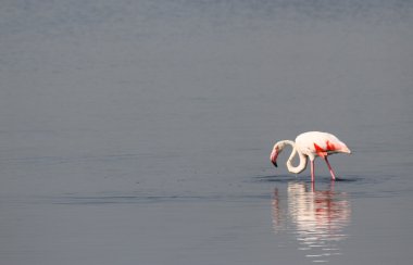güzel pembe flamingolar uzun boyunlu