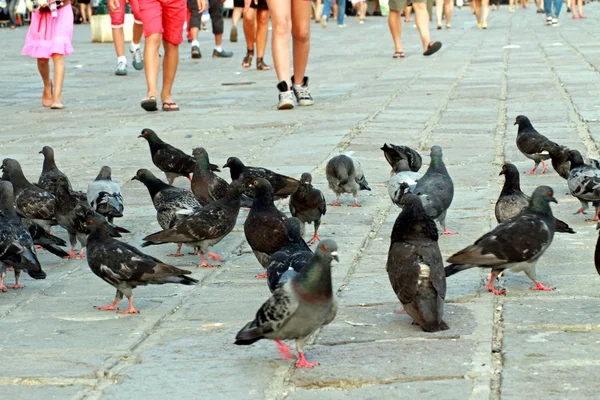 Ноги летом и много голубей и голубей в итальянской пии — стоковое фото