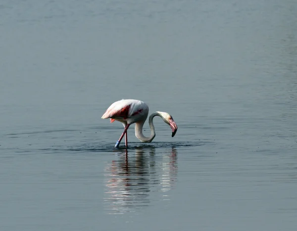 Mooie roze flamingo's met lange hals in het midden van de fre — Stockfoto