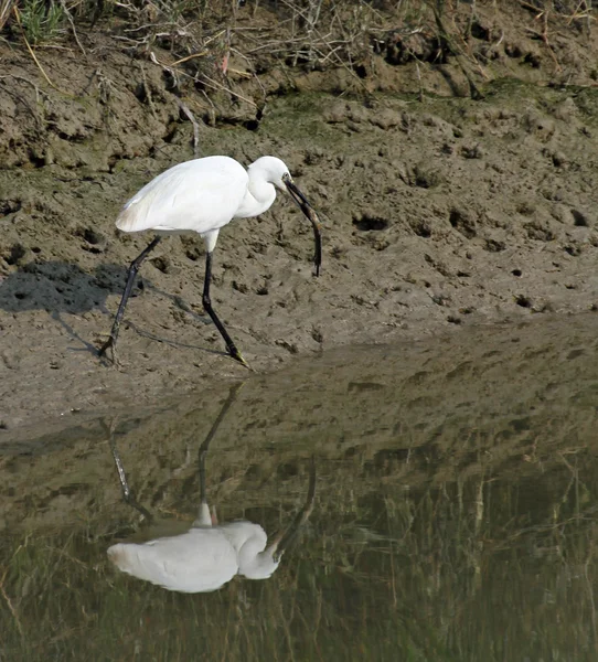 Kleine zilverreiger vogel met een vis in zijn mond 3 — Stockfoto