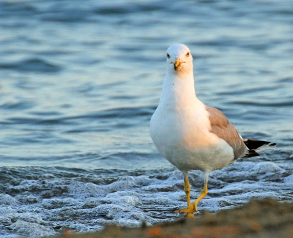 Elegant Seagull on the shore of the beach in search of leftover — Stock Photo, Image