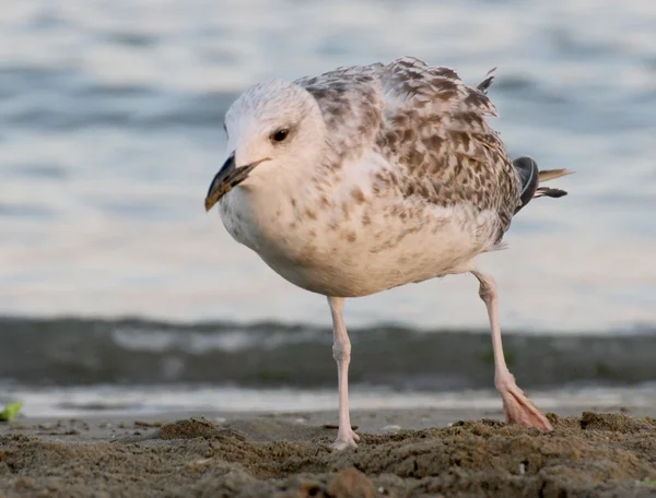 Pintainho solitário de uma gaivota na costa da praia — Fotografia de Stock
