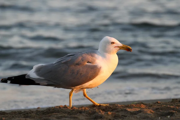 Gaviota blanca en la orilla de la playa en busca de restos de —  Fotos de Stock