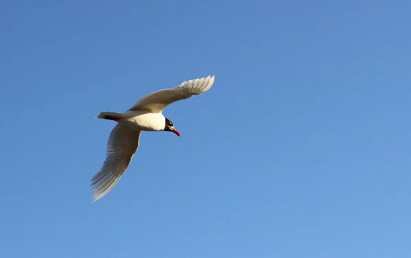 Gabbiano vola alto nel cielo blu a terre lontane — Foto Stock