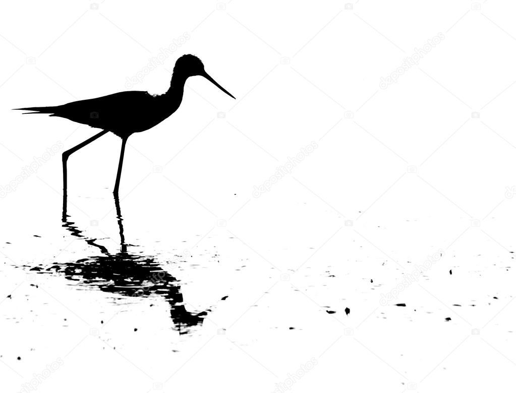 Black-winged stilt bird with tapered legs walking