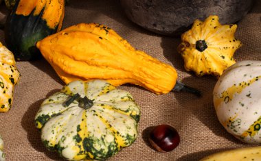 renkli dekoratif pumpkins ile sonbahar arka plan