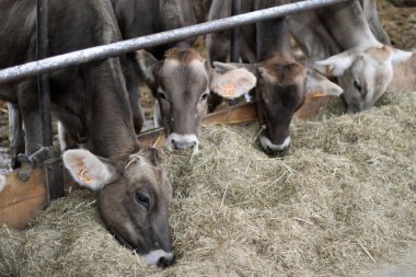 çiftlikte Ahırda inekler