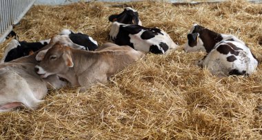 Çiftliğin 2 Ahırda inekler