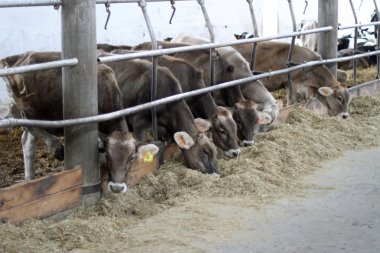 çiftlikte Ahırda inekler