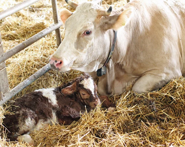 Yeni doğan buzağı korur onun anne inek ile saman içinde — Stok fotoğraf