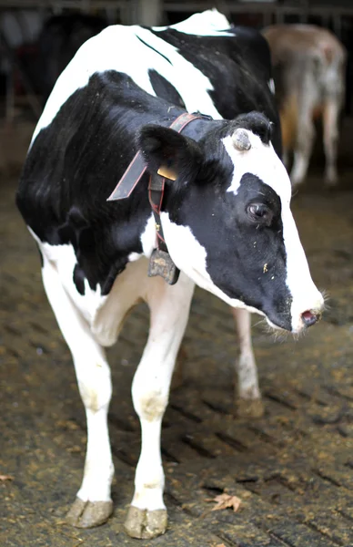 Vaca blanca y negra con cencerro — Foto de Stock