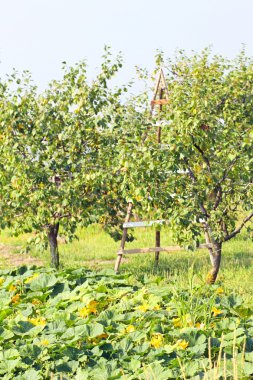 meyve Ahşap merdiven