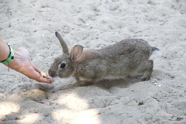 Woman gives food to a rabbit — Stock Photo, Image