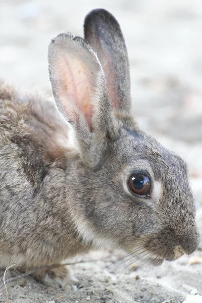 Rabbit with long ears and eyes — Stock Photo, Image