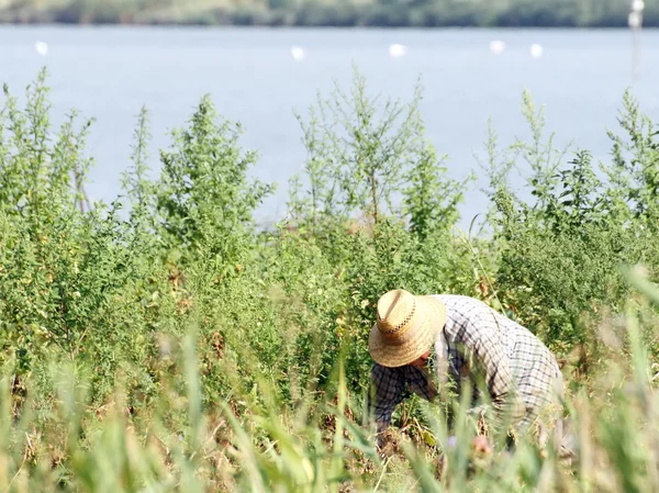 Lavorare come agricoltore operaio agricolo — Foto Stock