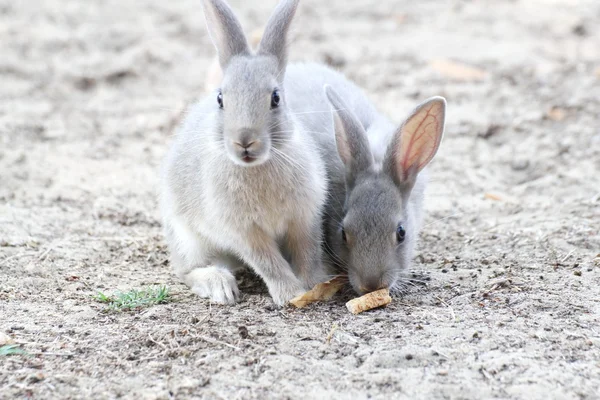 Kaniner med mjuka hår och öron — Stockfoto