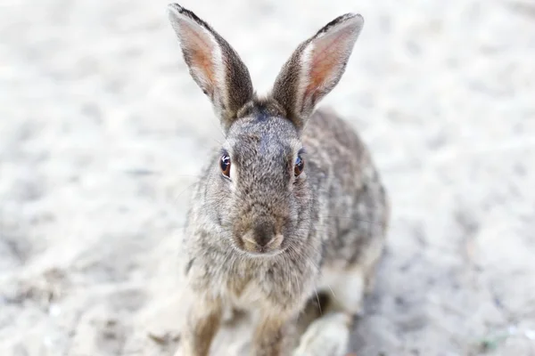 Conejo con orejas largas y ojos —  Fotos de Stock