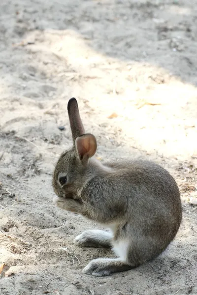 長い耳とウサギ — ストック写真