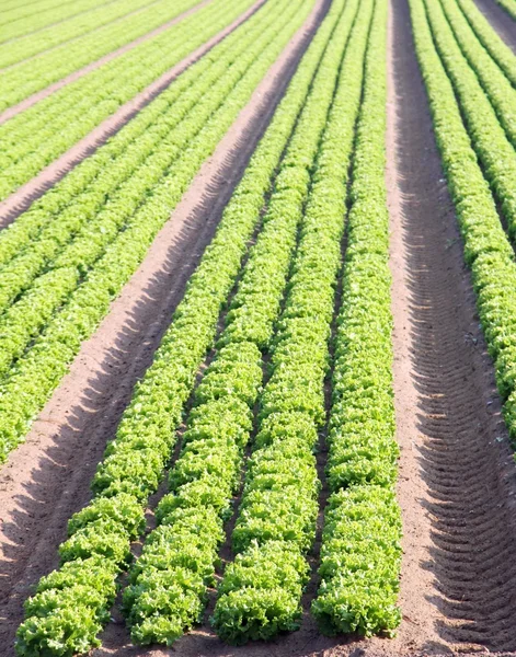 Intensive cultivation of salad in Northern Italy — Stock Photo, Image