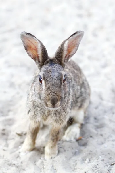 Ljusa ögon med långa bunny öron — Stockfoto