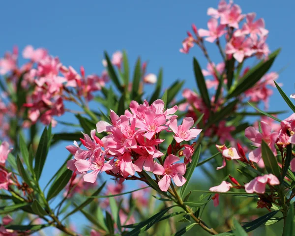 Oleander bloem flora typisch van de Middellandse Zee in zuidelijke e — Stockfoto