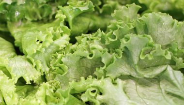 yeşil salata ve marul çarşıda Satılık geniş yaprakları