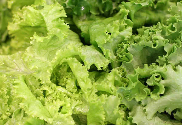 Salada fresca e alface em folhas grandes para venda no mercado — Fotografia de Stock