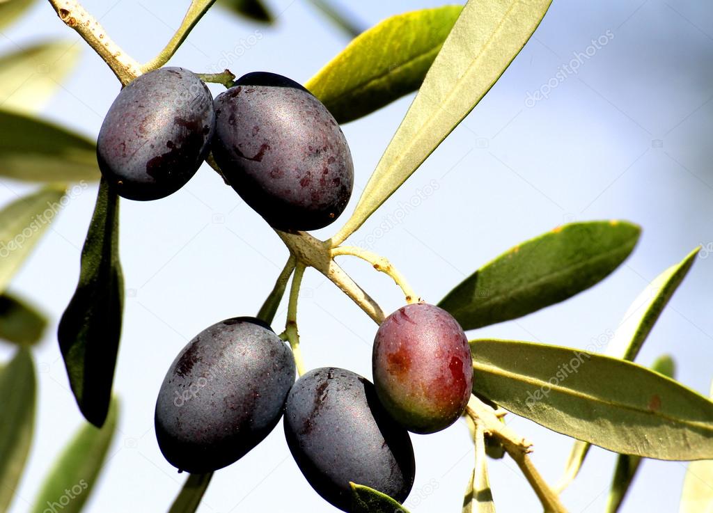 five olives hanging on the olive branch