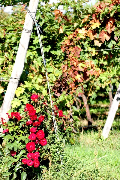 Roseto rosso e pergolati d'uva in vigna — Foto Stock