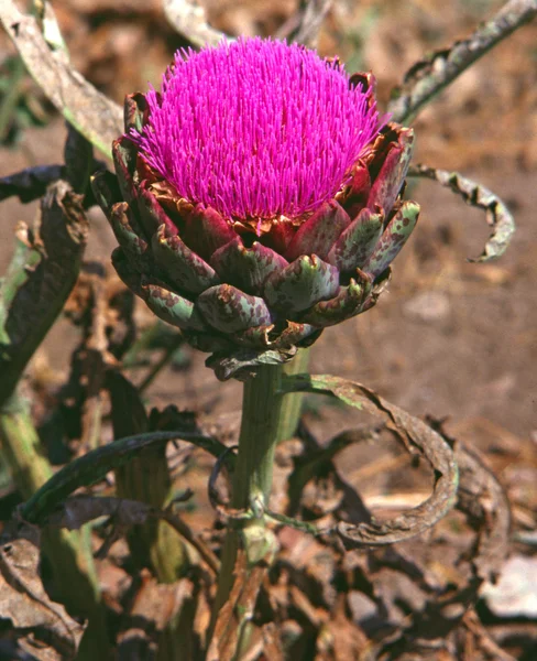 Flor de alcachofra roxa — Fotografia de Stock