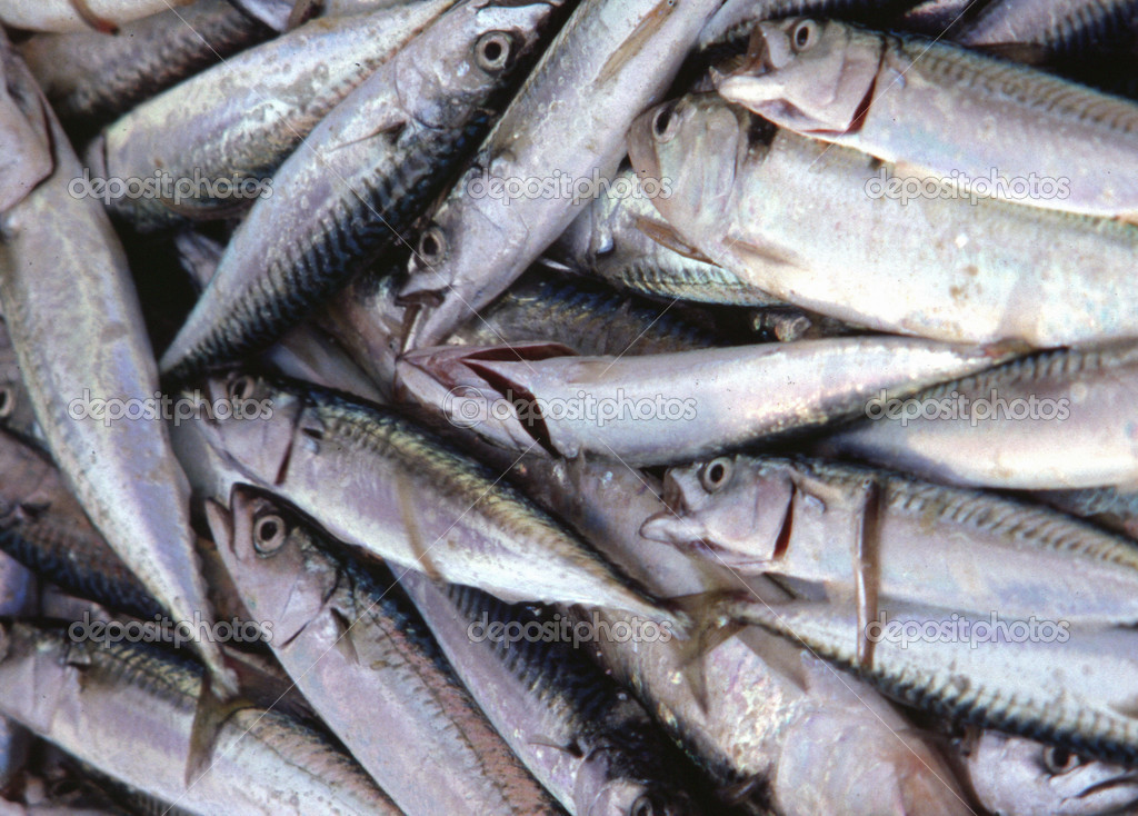 Pesce Azzurro Pesce Appena Pescato Da Pescherecci In Mare Foto