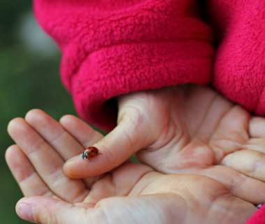 uğur böceği uğurlu kız elinde
