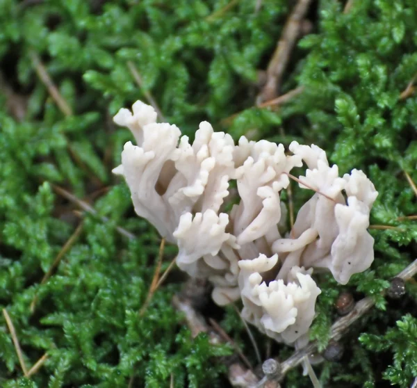 Poisonous mushroom shaped seaweed — Stock Photo, Image