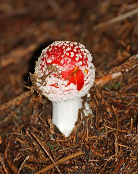 Vysoce jedovaté smrtící amanita muscaria houby jedovaté — Stock fotografie