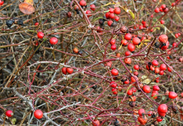 Rode bessen van een rozentuin in herfst vol doornen — Stockfoto