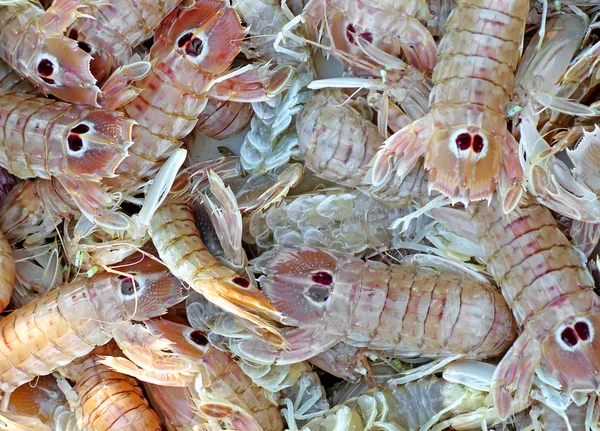 Pescado fresco cannocchie recién capturado de un pescador — Foto de Stock