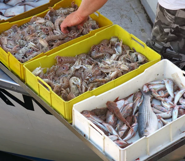 Cannocchie friss hal frissen fogott tengeri halász — Stock Fotó