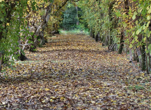Tunnel of leaves with a small road to infinity in November — Stock Photo, Image