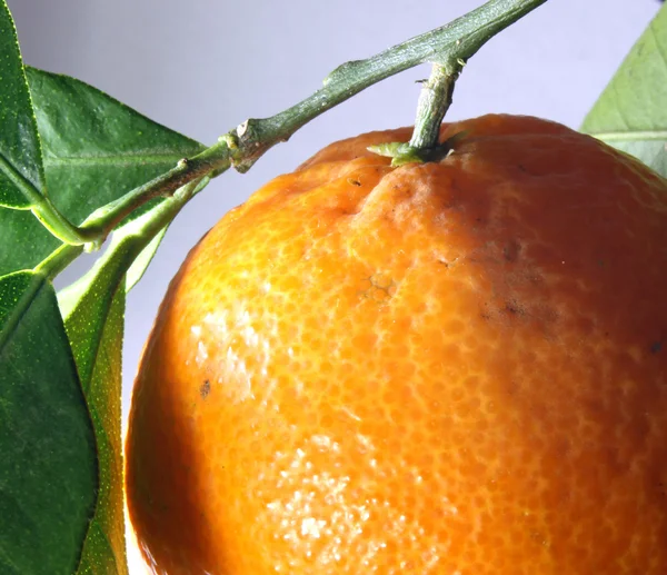 Clementine med gröna lämnar mycket nära — Stockfoto