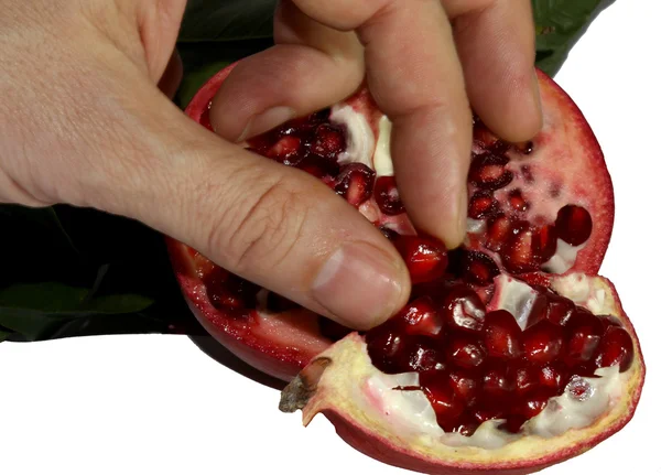 Hand van de landbouwer die de zaden van rijp granaatappel verzamelt fr — Stockfoto