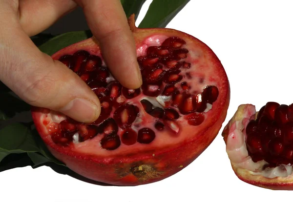 Hand of the farmer who collects the seeds of ripe pomegranate fr — Stock Photo, Image