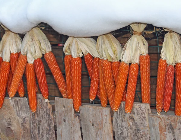 Dried corn cobs drying in the Sun in a cottage — Stock Photo, Image