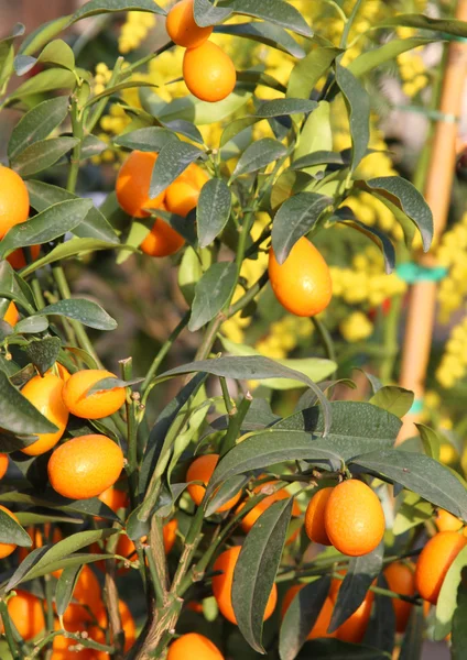 Pendaison oranger oranger verger en Sicile — Photo