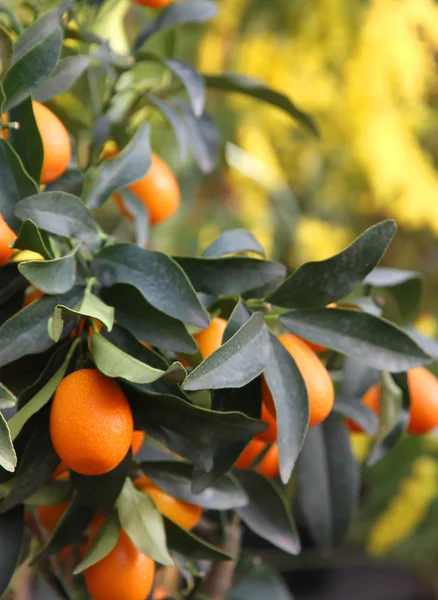 Narancs lóg a fán, a gyümölcsös, Szicíliában — Stock Fotó