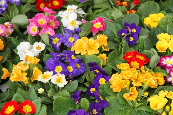 Cserépben a virágzás tavasszal primula nagykereskedelmi 1 — Stock Fotó