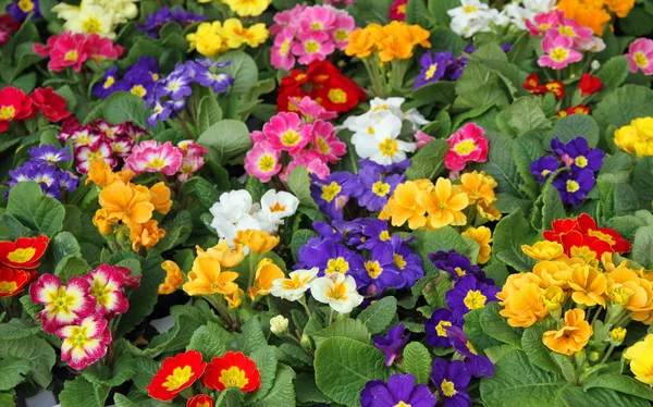 Много цветов primula весной в оптовой 2 — стоковое фото
