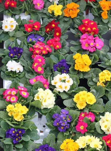 Flowerpots and Primroses just blossomed — Stock Photo, Image