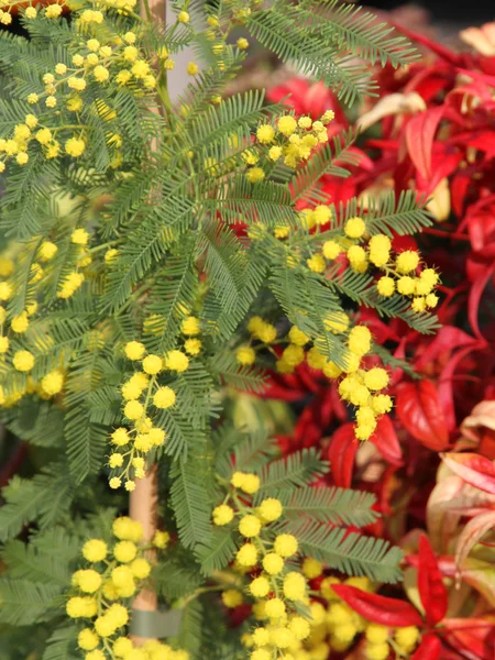 Mimosa with the background of Red leaves — Stock Photo, Image